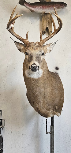 Hog Head Taxidermy — Taxidermist